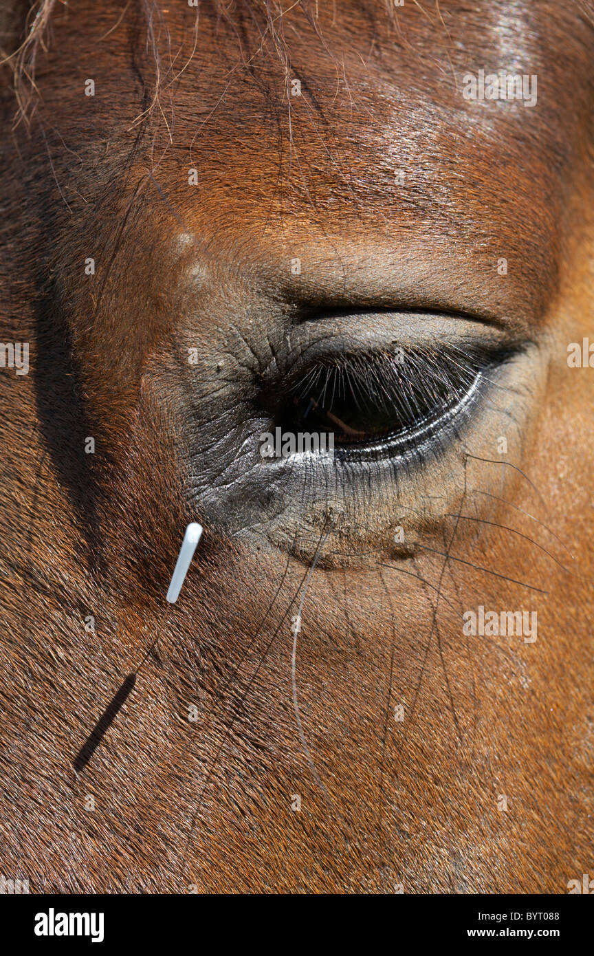 Animal acupuncture hires stock photography and images Alamy