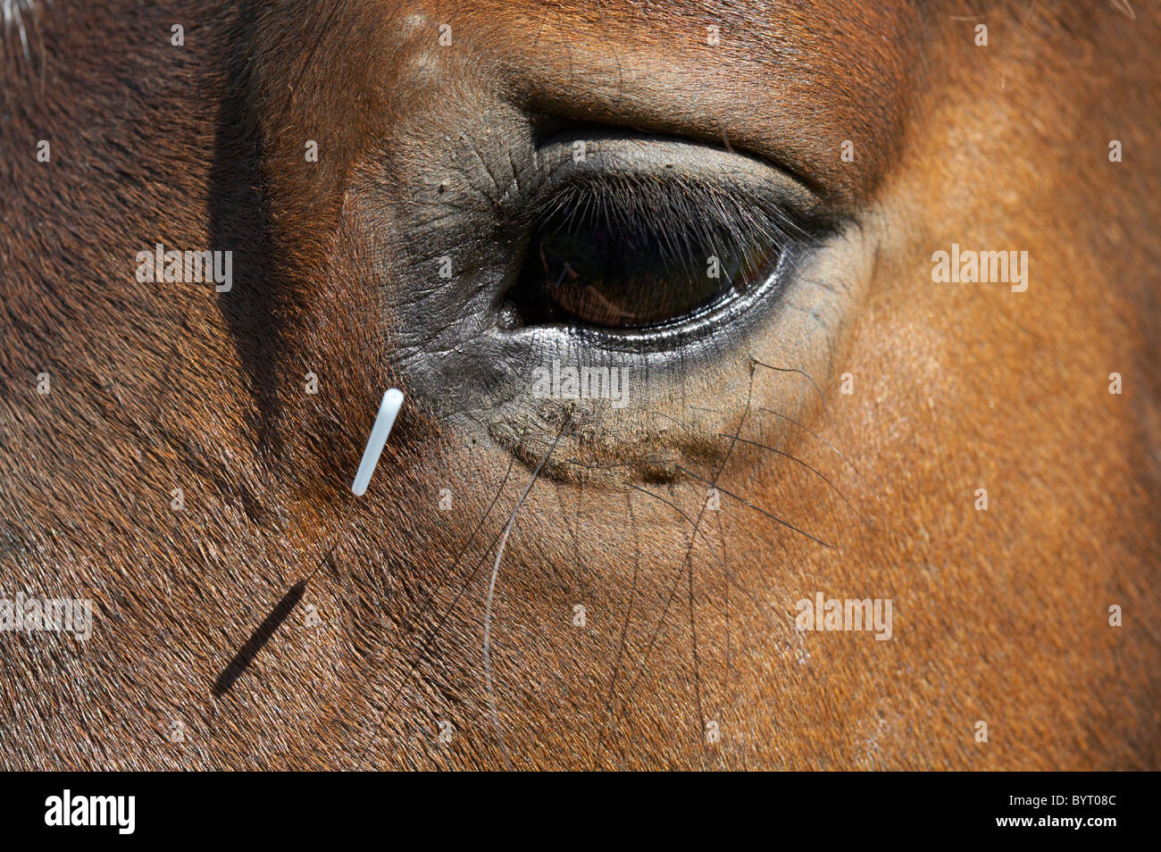 Horse acupuncture Stock Photo