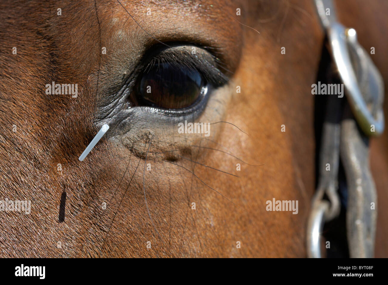 Horse acupuncture Stock Photo