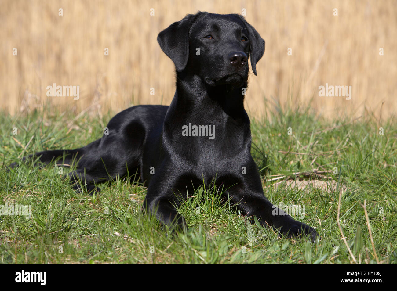 Young Labrador Retriever Stock Photo