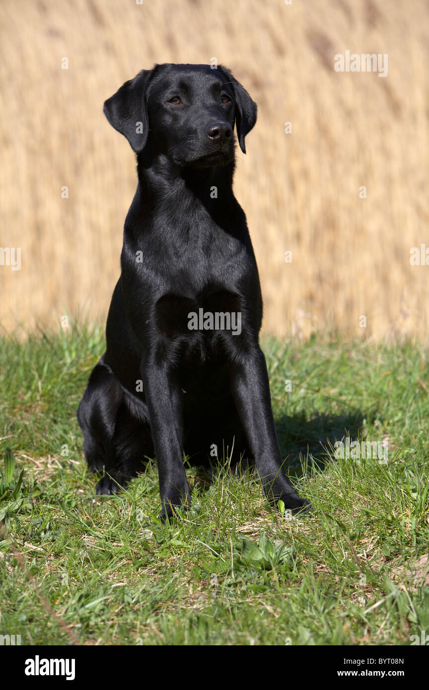 Sitting young, black  Labrador Retriever Stock Photo