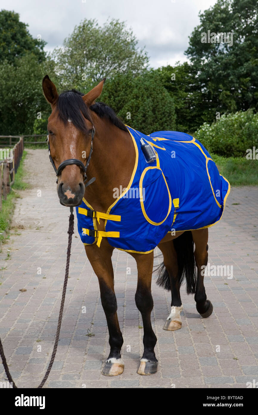Alternative animal medicine Field Therapy Stock Photo Alamy