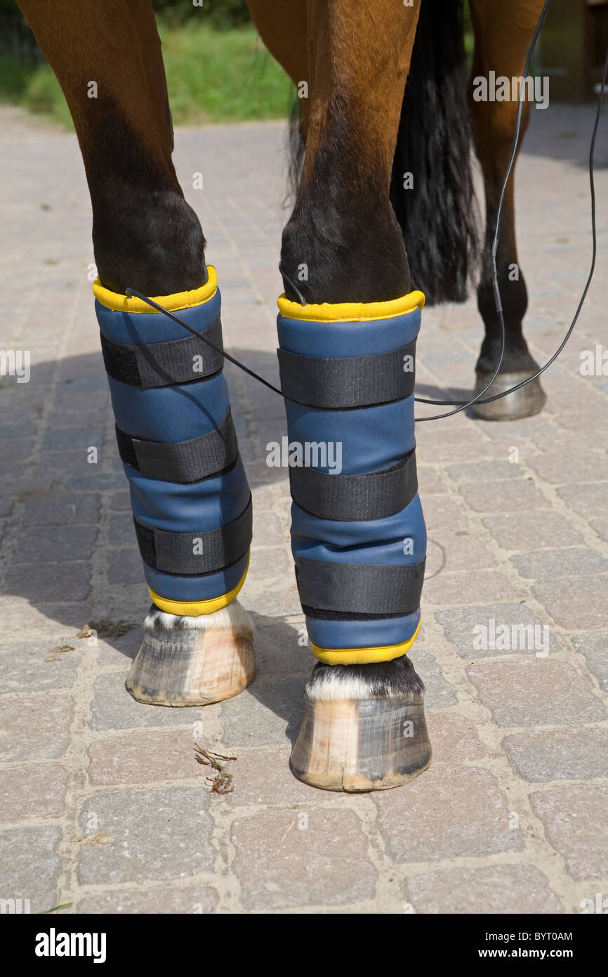 Alternative animal medicine Field Therapy Stock Photo Alamy