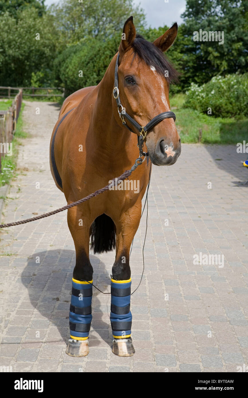 Alternative animal medicine Field Therapy Stock Photo Alamy