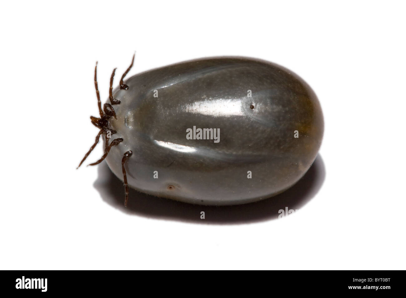 Tick / Ixodes ricinus Stock Photo