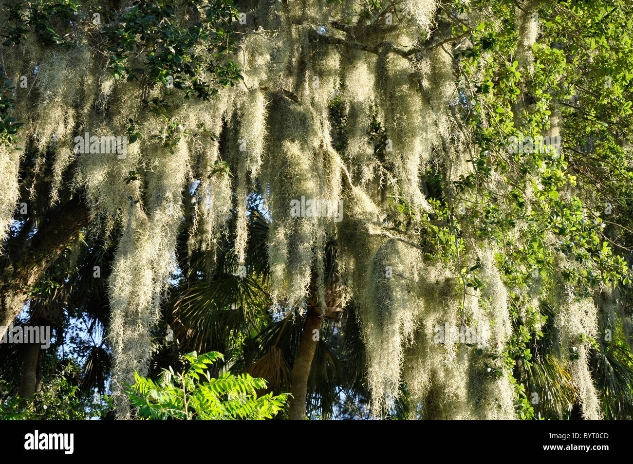 Spanish moss is a flowering plant that grows on larger trees, commonly the Southern Live Oak in the southeastern United States. Stock Photo