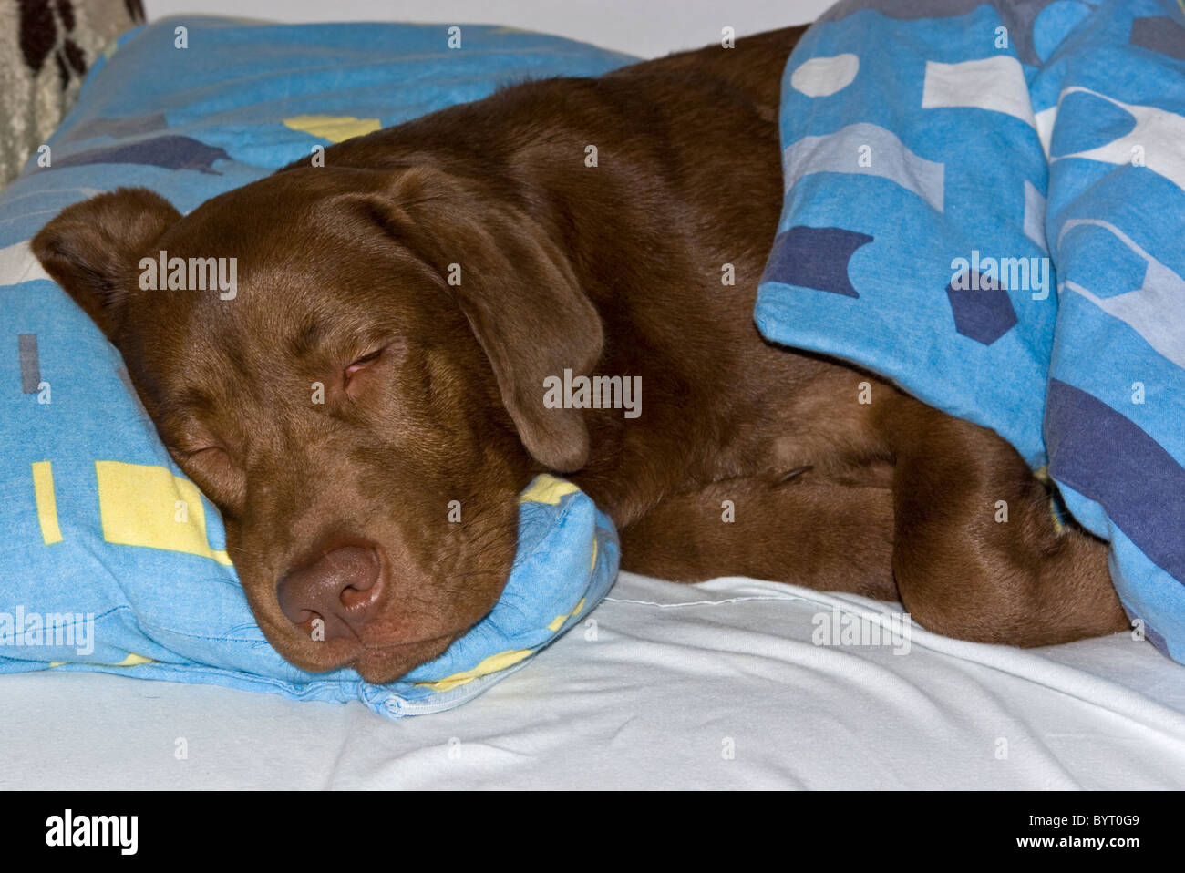 Dog sleeping in bed Stock Photo Alamy