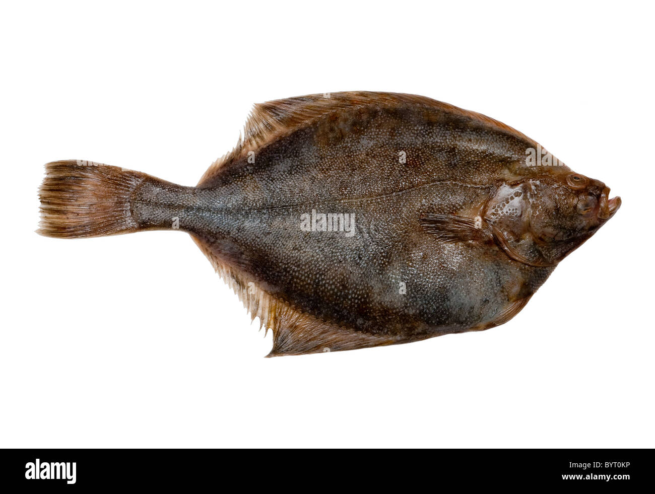 Plaice fish Stock Photo