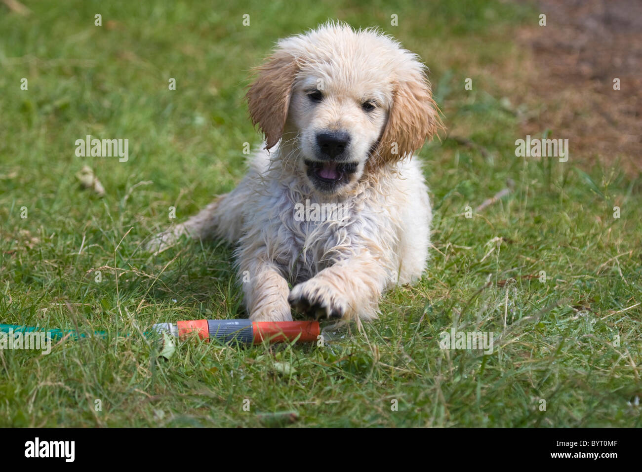 Wet Golden Retriever puppy plays with a hosepipe Stock Photo