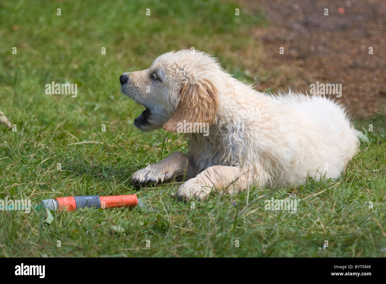 Wet Golden Retriever puppy plays with a hosepipe Stock Photo