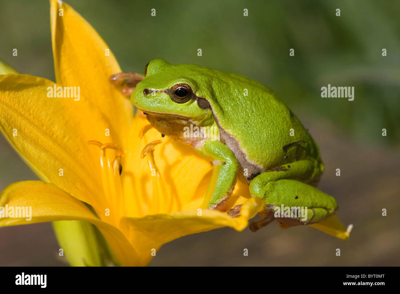 European tree frog (Hyla arborea) Stock Photo