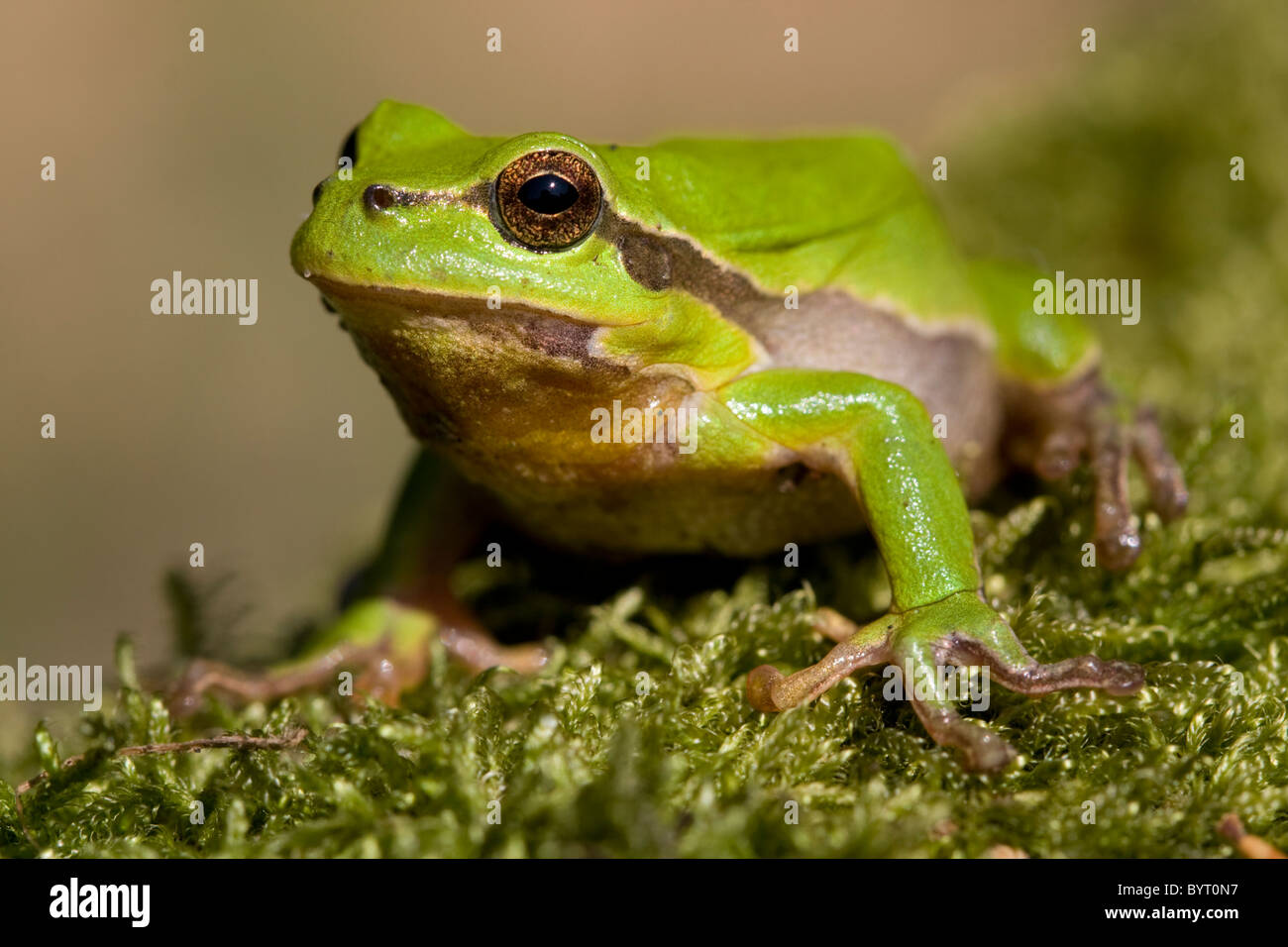 European tree frog (Hyla arborea) Stock Photo