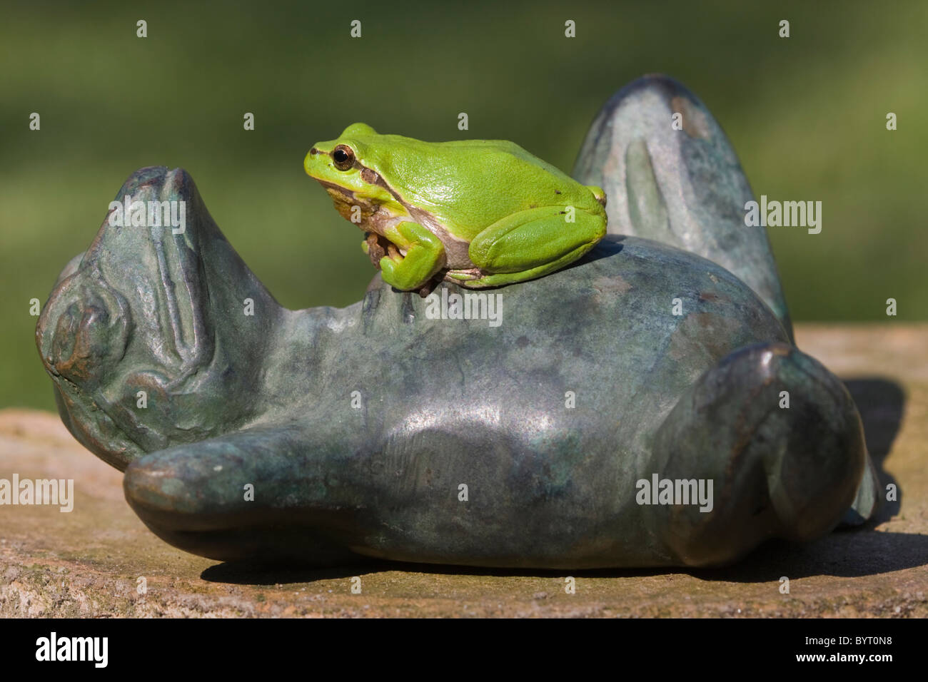 European tree frog (Hyla arborea) Stock Photo