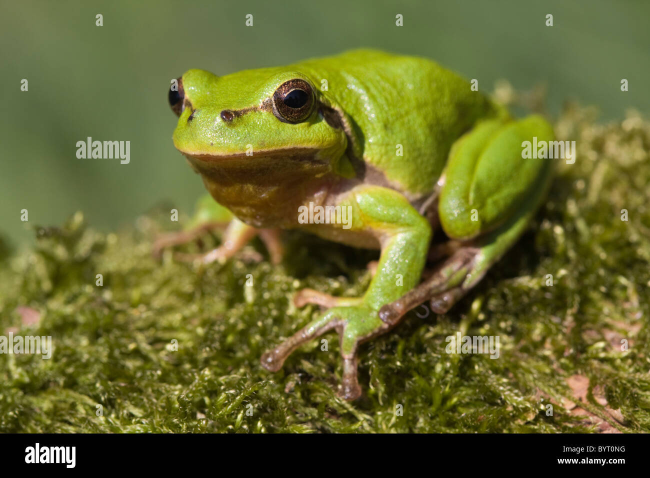 European tree frog (Hyla arborea) Stock Photo