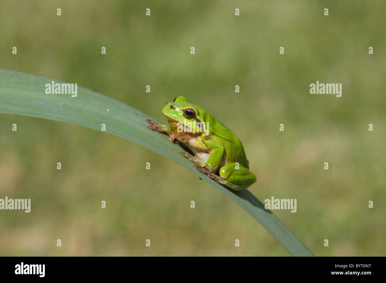 European tree frog (Hyla arborea) Stock Photo
