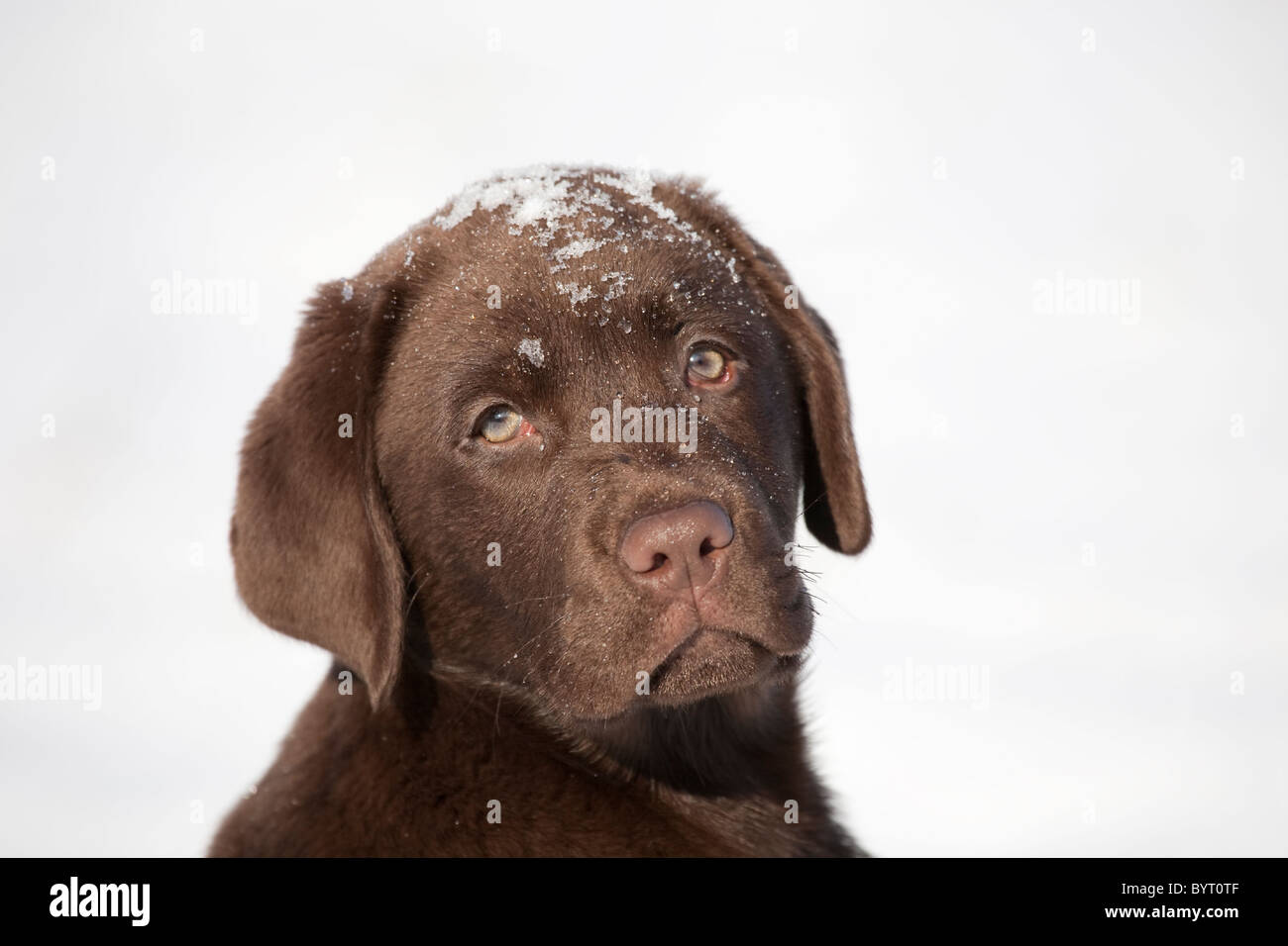 Labrador Retriever puppy in snow Stock Photo Alamy
