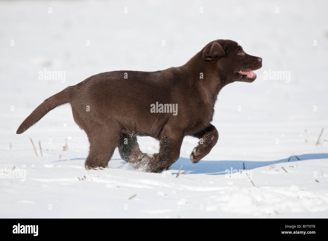 Labrador Retriever puppy in snow Stock Photo