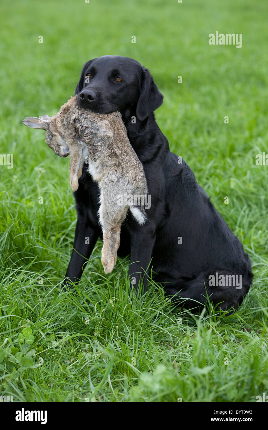 Are Labradors Good With Rabbits