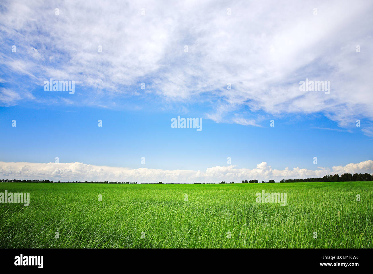 barley agricultural field and cloudy blue sky Stock Photo - Alamy