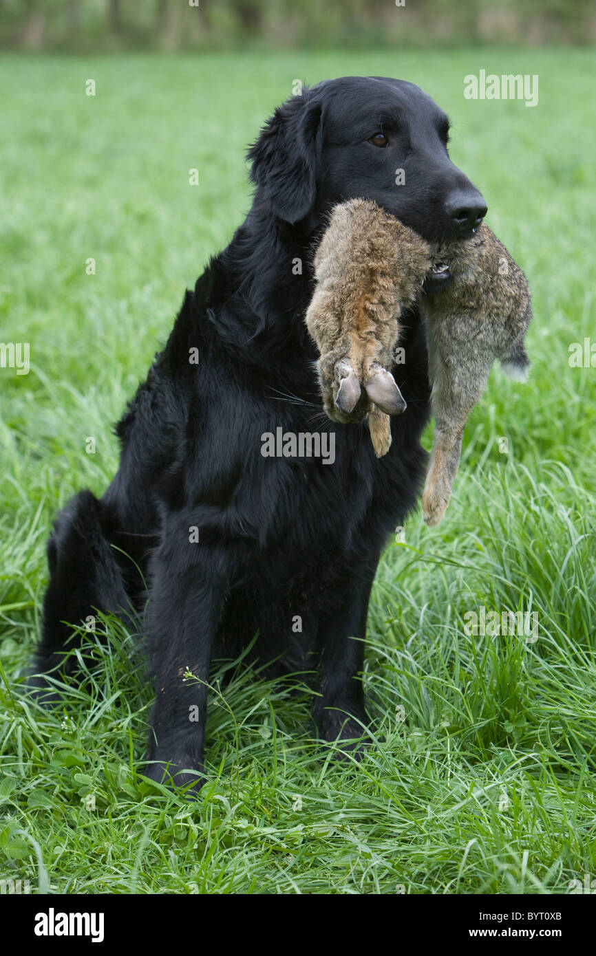 Hunting Flat Coated Retriever Stock Photo