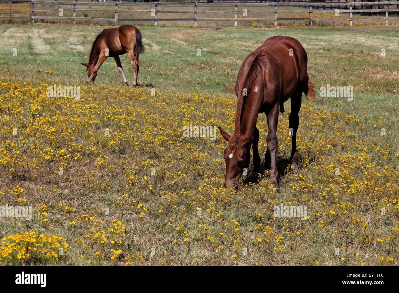 horse farm Stock Photo