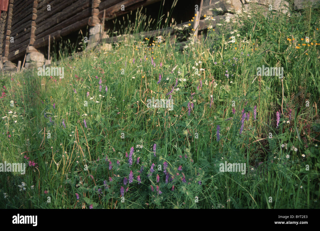 Wooden fence with flowers hi-res stock photography and images - Alamy
