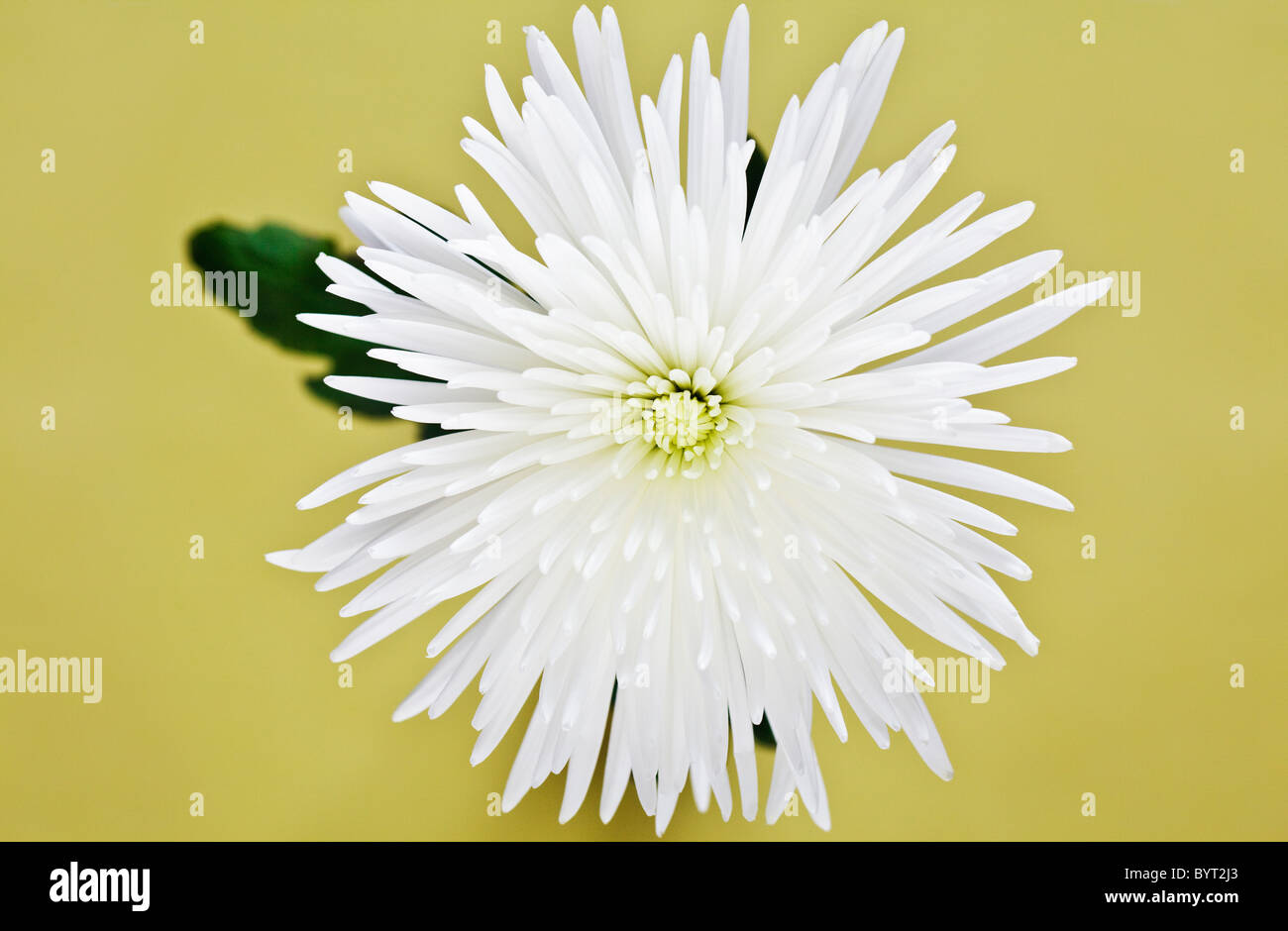 White Chrysanthemum on yellow background Stock Photo
