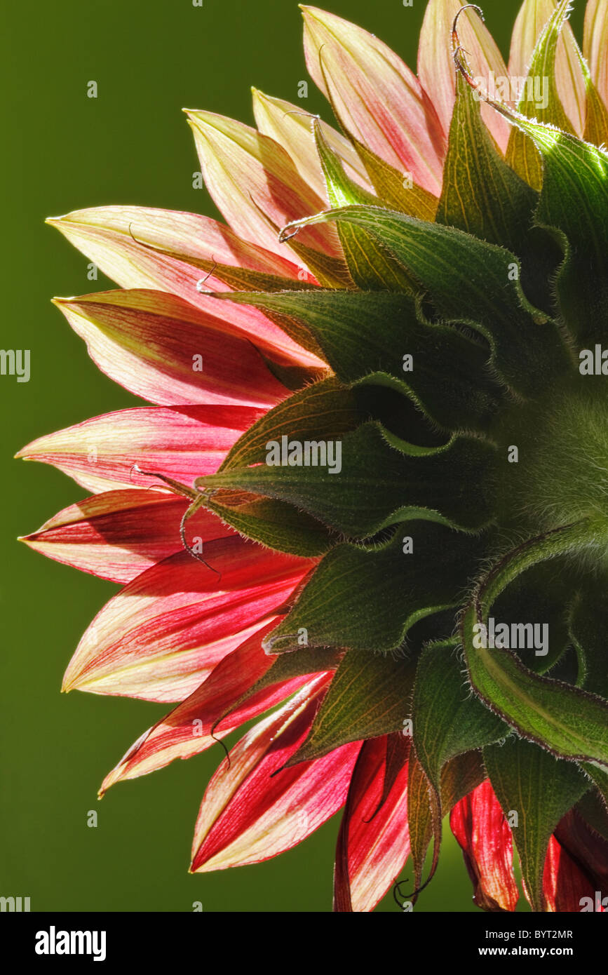 Red Sunflower back view close up Stock Photo - Alamy