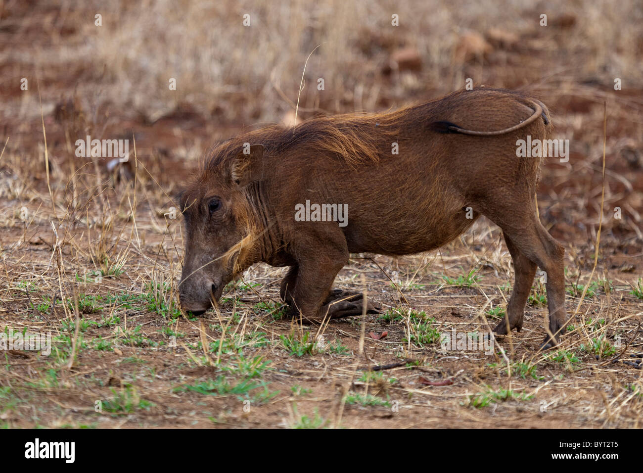 Warthog feeding on its knees Stock Photo