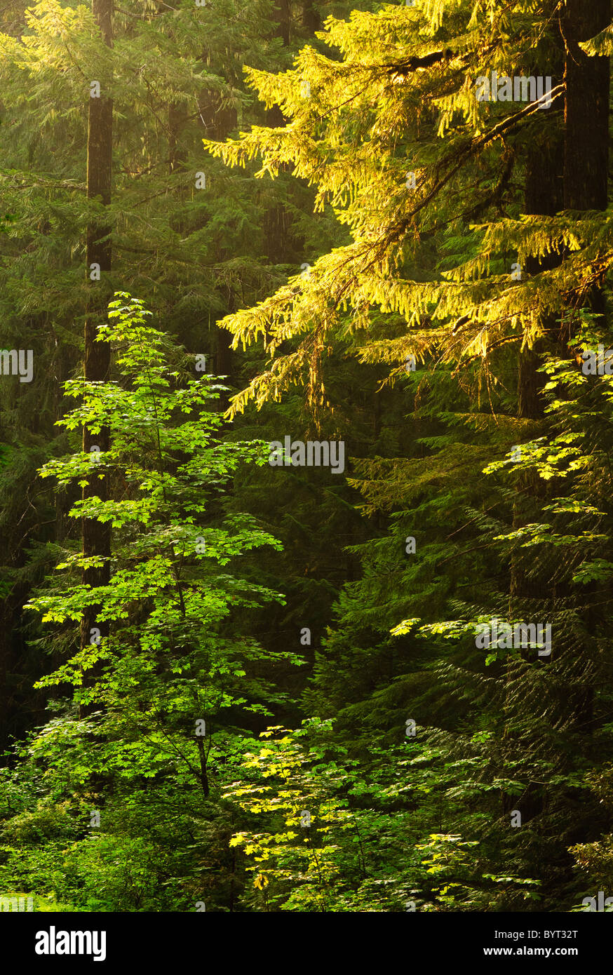 Trees in early morning light; Trailbridge Reservoir, Willamette National Forest, Oregon. Stock Photo