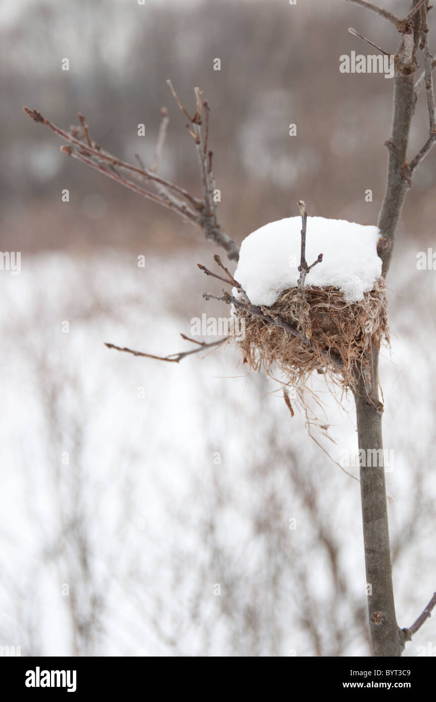 an abandoned bird's nest covered in snow Stock Photo Alamy