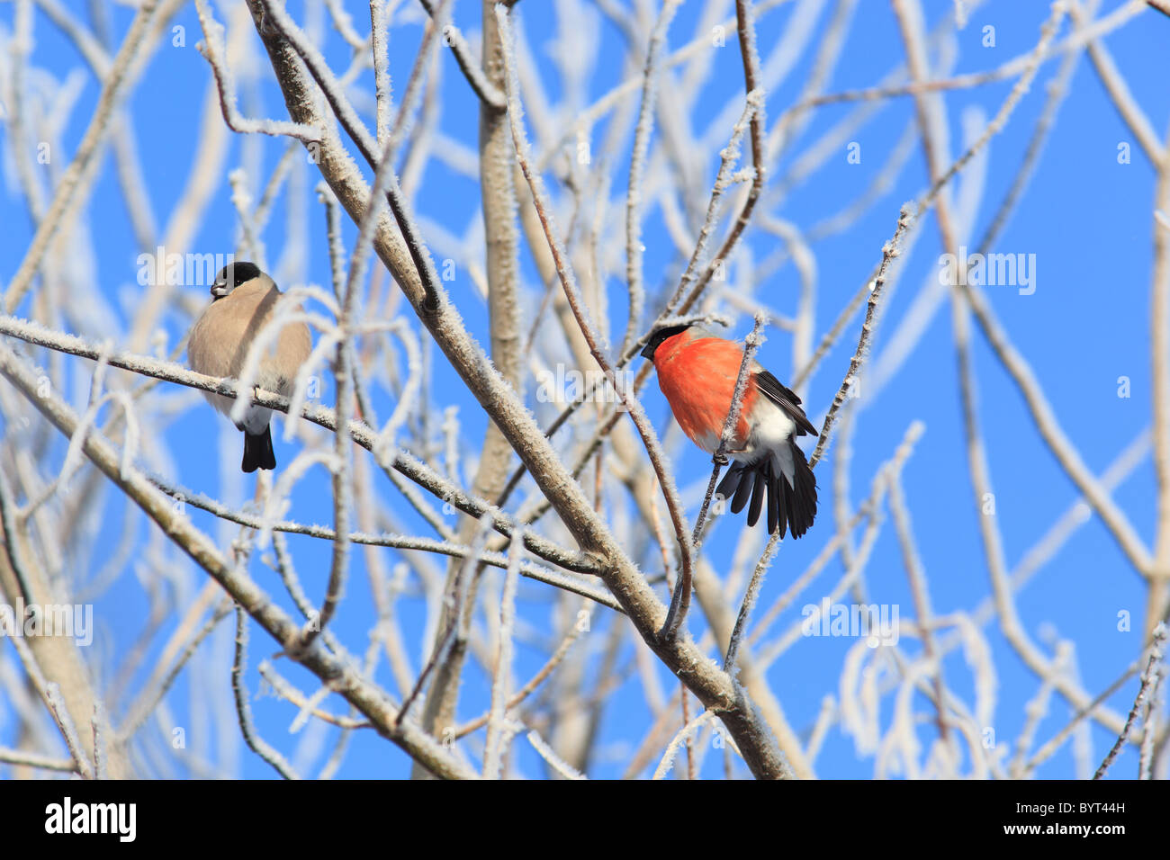 The Bullfinch (Pyrrhula pyrrhula) in the winter. Beautiful bird in the wild nature. Stock Photo
