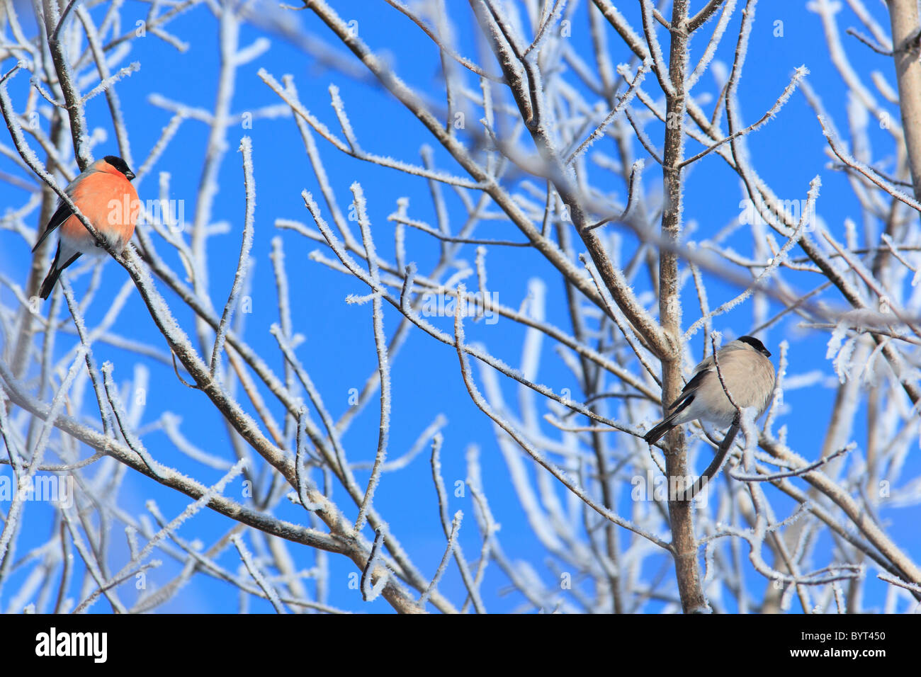 The Bullfinch (Pyrrhula pyrrhula) in the winter. Beautiful bird in the wild nature. Stock Photo