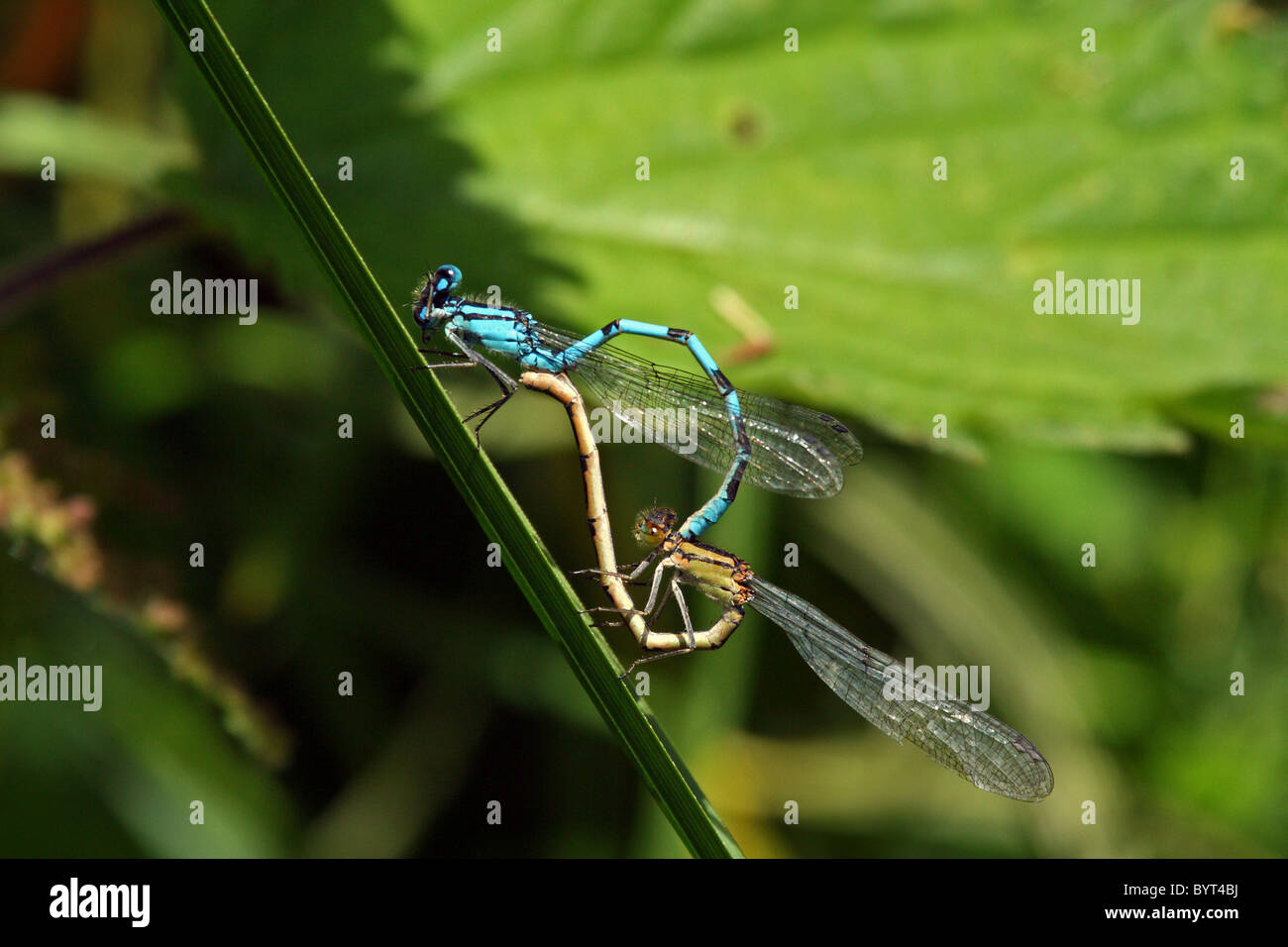 Common Blue Damselfly (Enallagma cyathigerum) - mating Stock Photo - Alamy