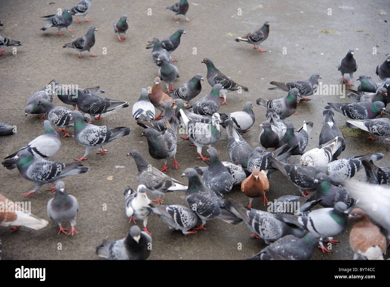 Crowd of pigeons feeding Stock Photo