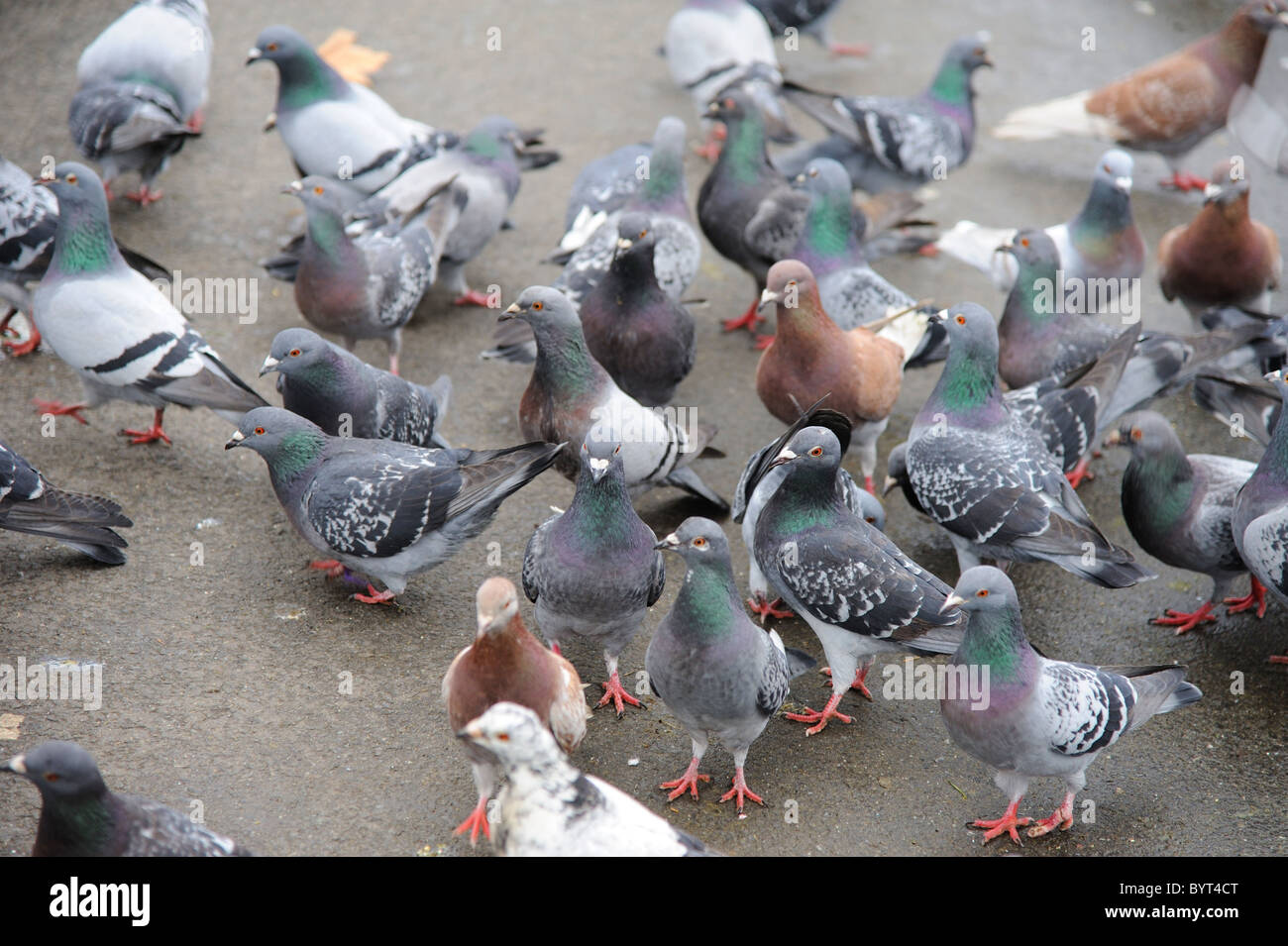 A crowd of pigeons Stock Photo