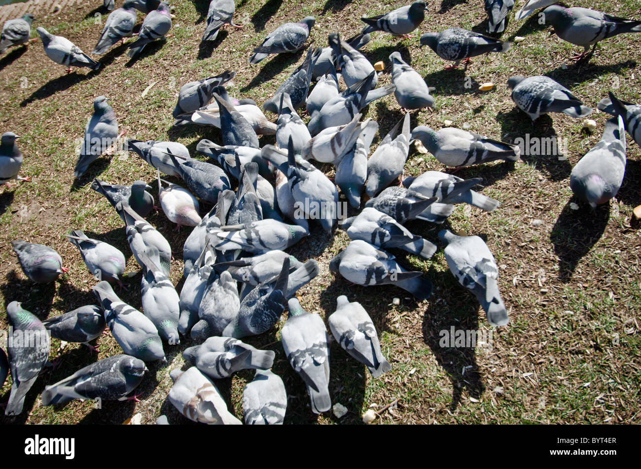 pigeons on grass Stock Photo Alamy