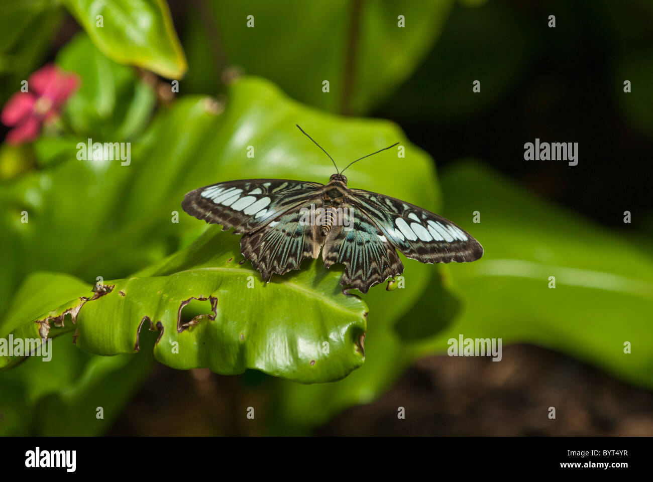 Malaysian Blue clipper butterfly Parthenos sylvia Kew Botanical Gardens, London Uk Stock Photo