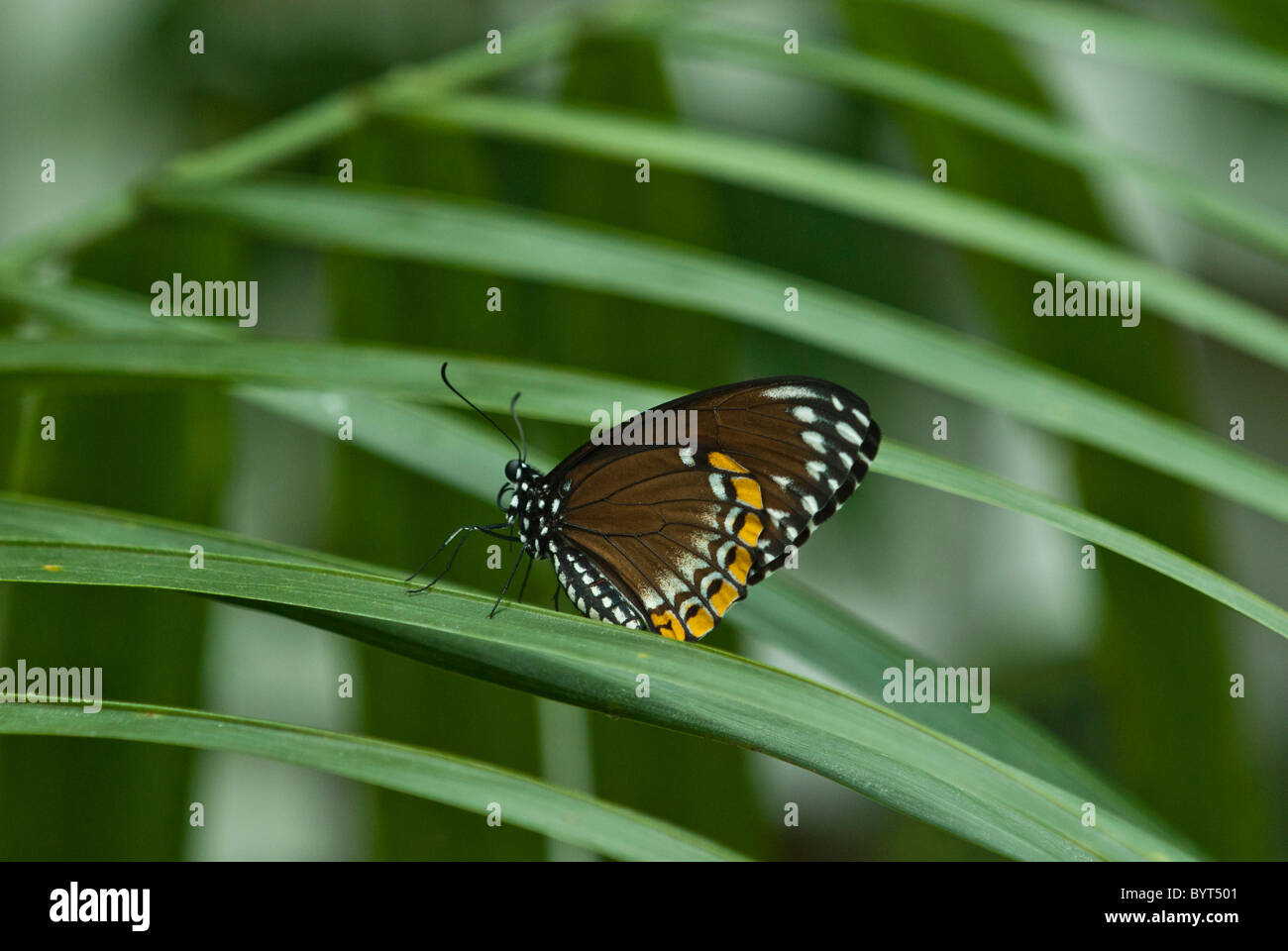 Plain Tiger butterfly or African Monarch Danaus Chrysippus,  Kew Botanical Gardens, London Uk Stock Photo