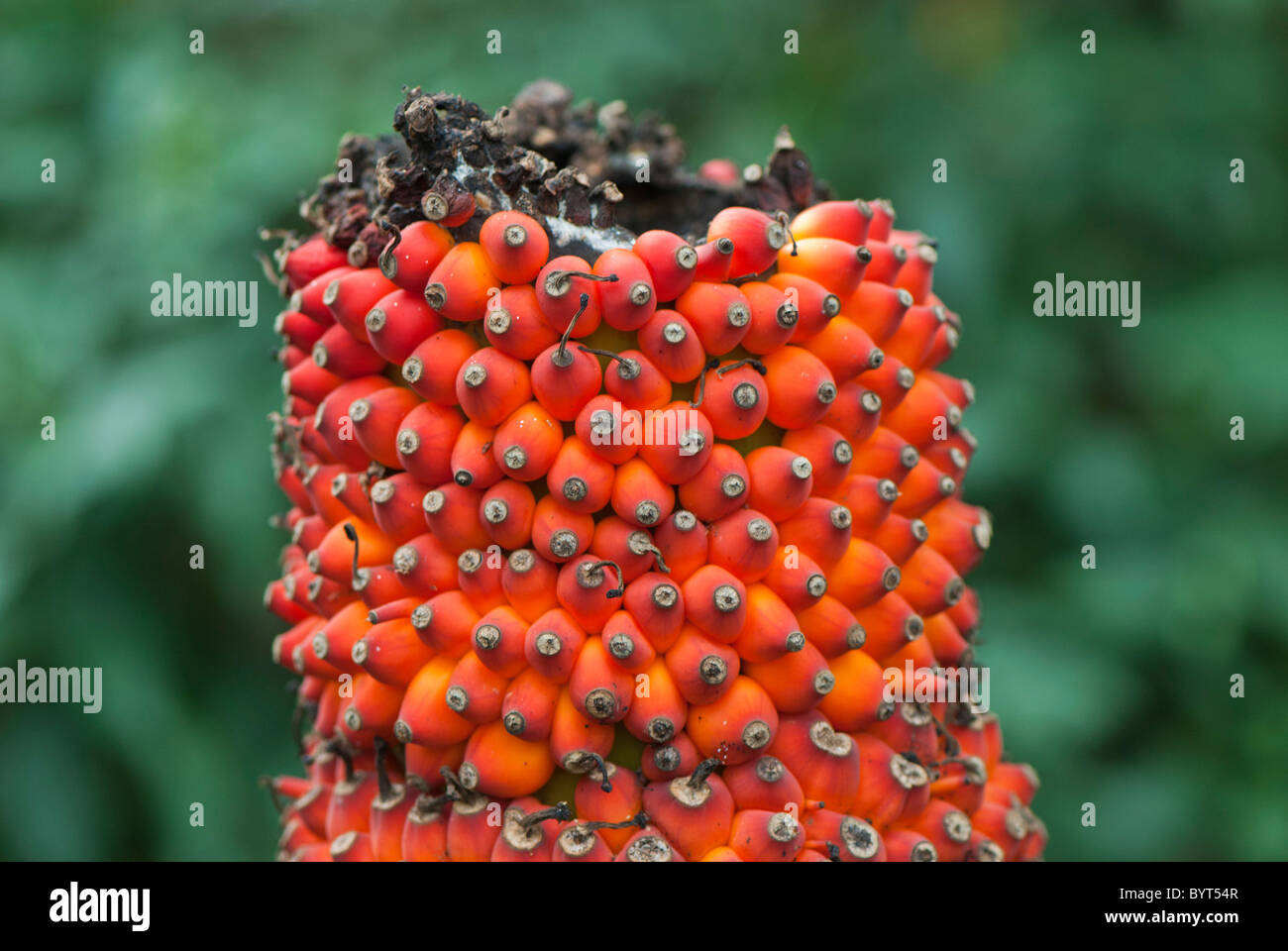Titan Arum Amorphollus Titanum biggest flower in the world Princess of