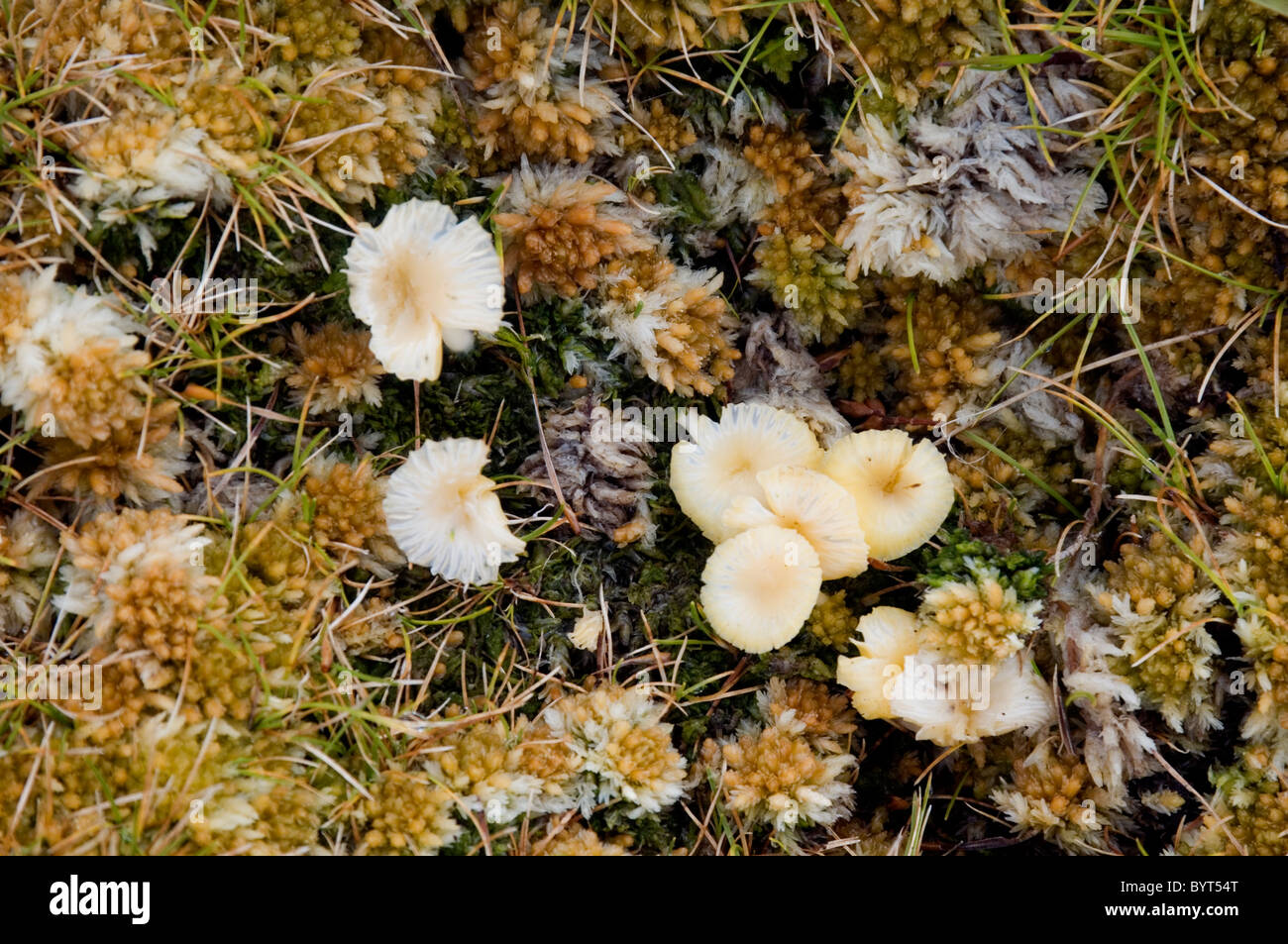 Mosses and fungi on subantarctic Campbell Island, New Zealand Stock Photo