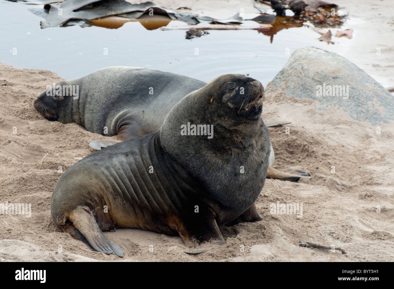 New Zealand (Hookers) sea lions on Enderby Island in the subantarctic Auckland Islands group. Stock Photo