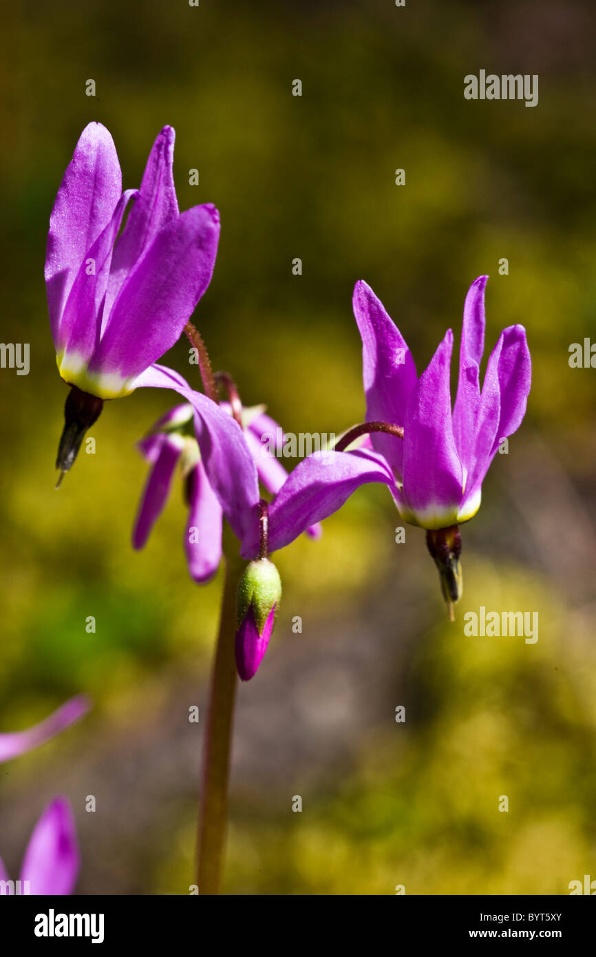 Example of a Few Flowering Shooting Star, Vancouver Islane, Canada Stock Photo