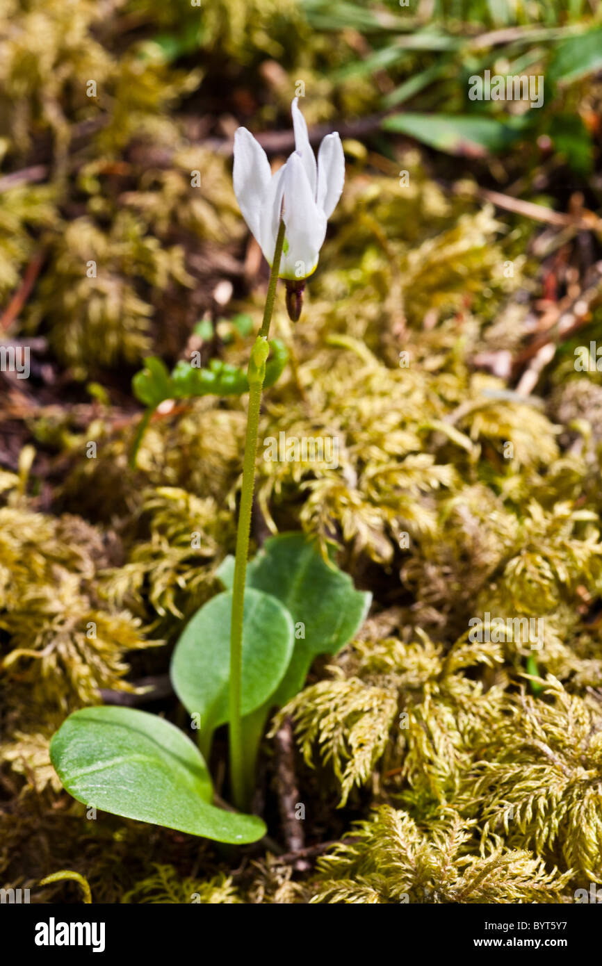 Example of a White Jeffreys Shooting Star, Vancouver Island, Canada Stock Photo