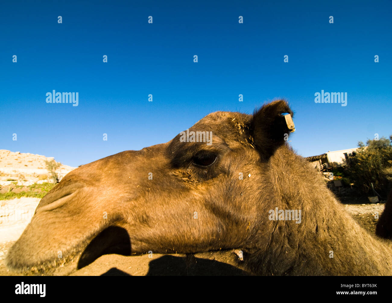 portrait of a funny but cute camel. Stock Photo
