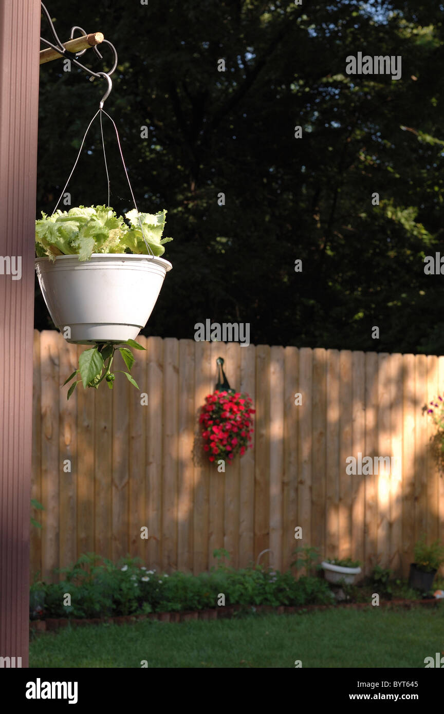 Urban garden with hanging lettuce plant and pepper plant growing upside down. Stock Photo