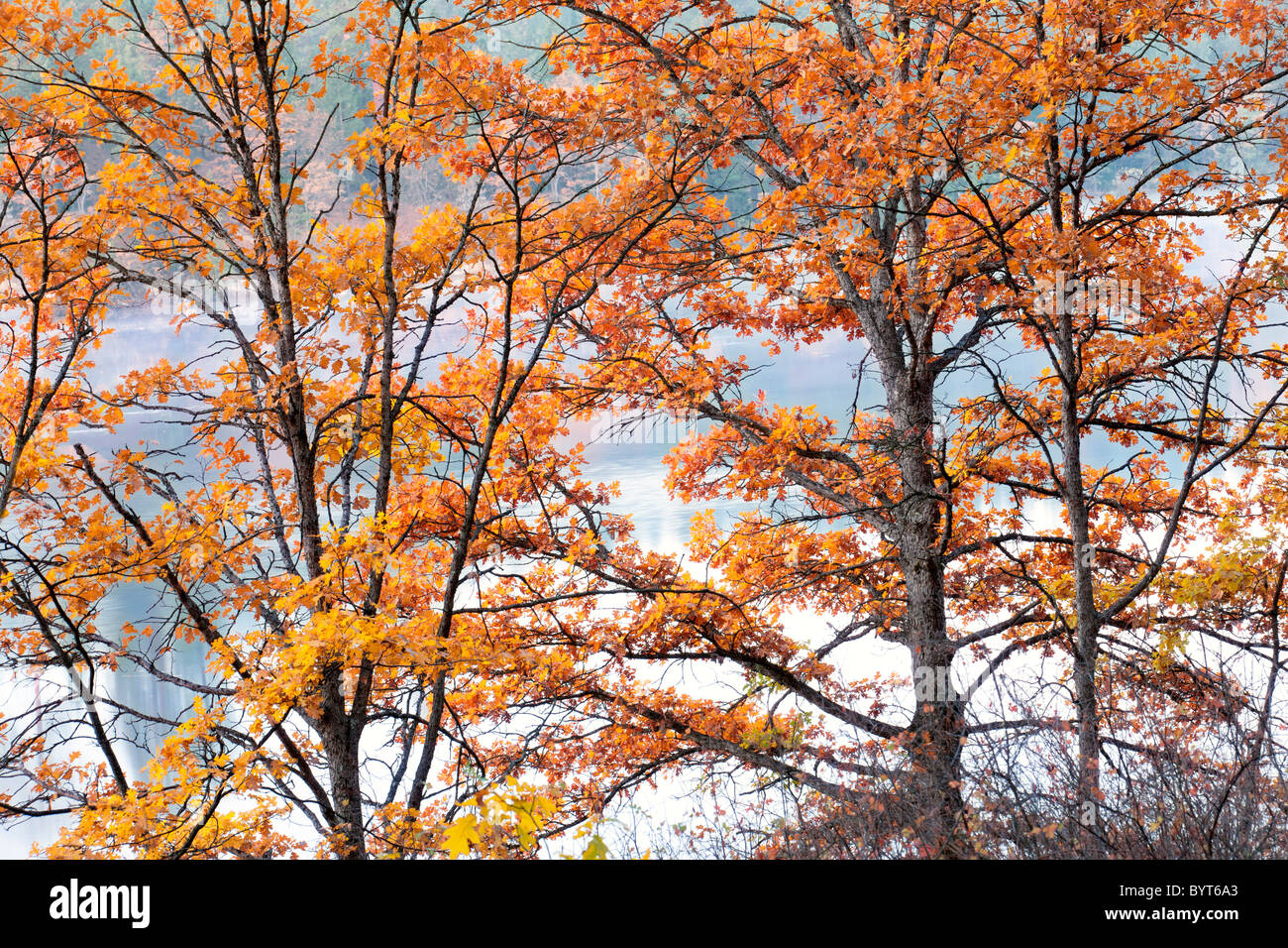 Fall colored oak trees and Lake Britton. California Stock Photo
