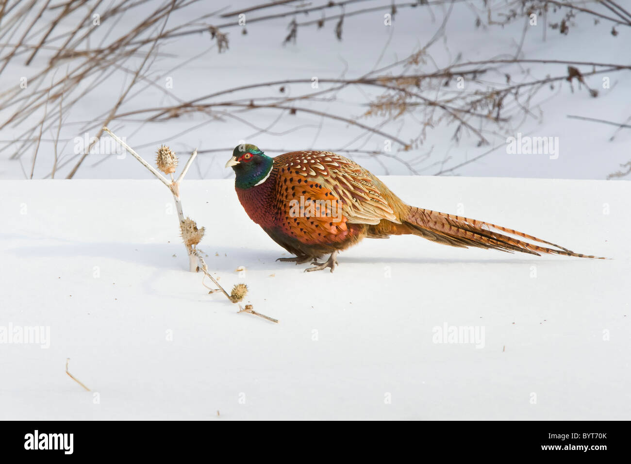 Ring-necked Pheasant Stock Photo