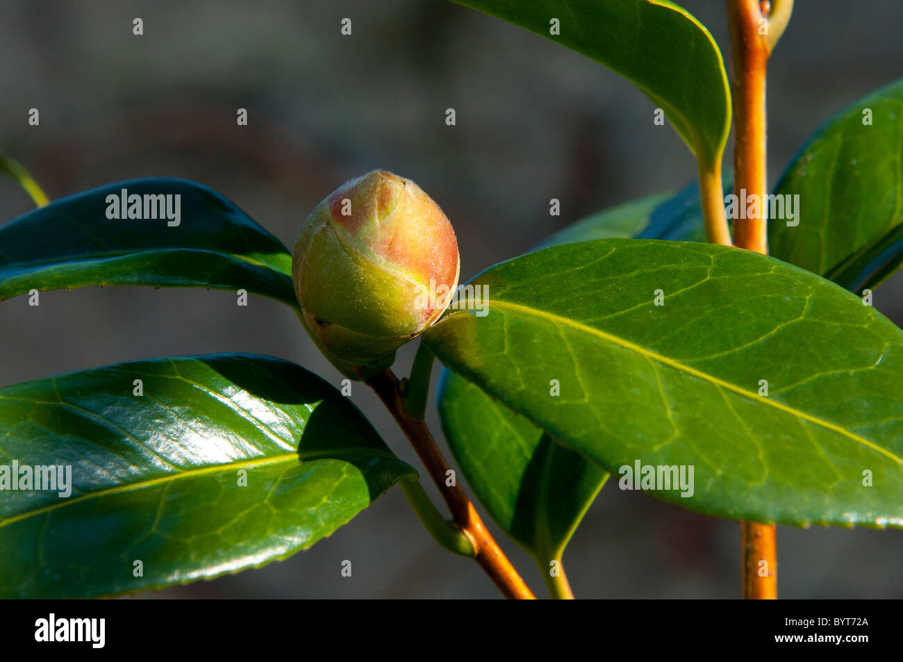 Camellia leaves and bud Stock Photo Alamy