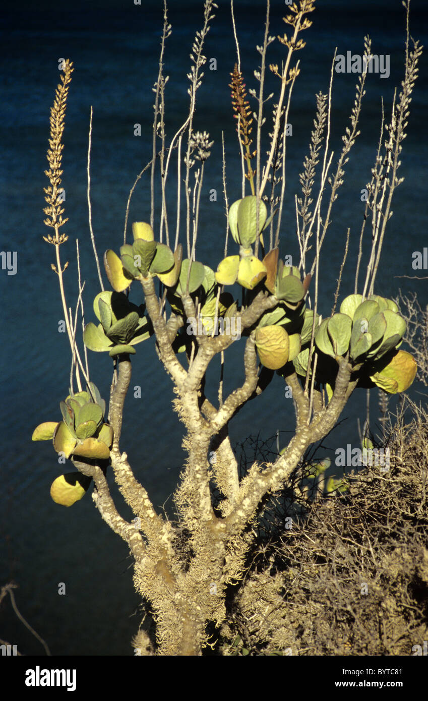Flowering Money Plant, Kalanchoe grandidieri, Endemic Floral in Spiny Forest of southern Madagascar Stock Photo